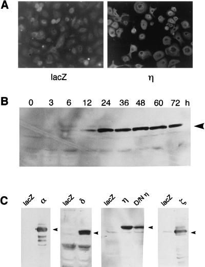 FIG. 1