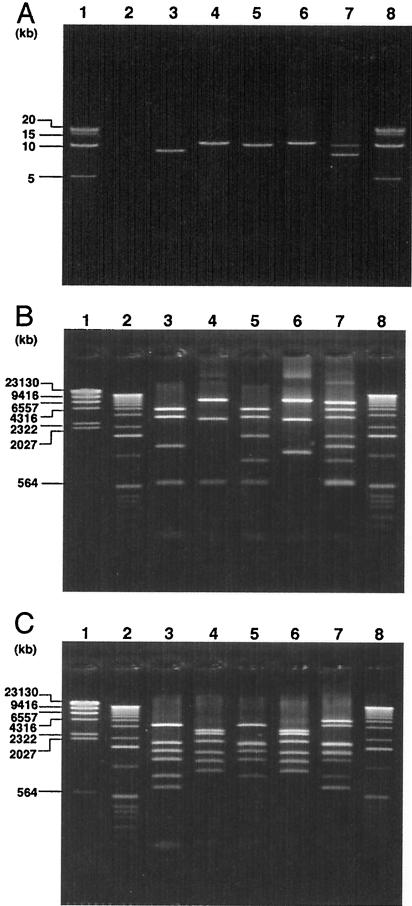 FIG. 2.