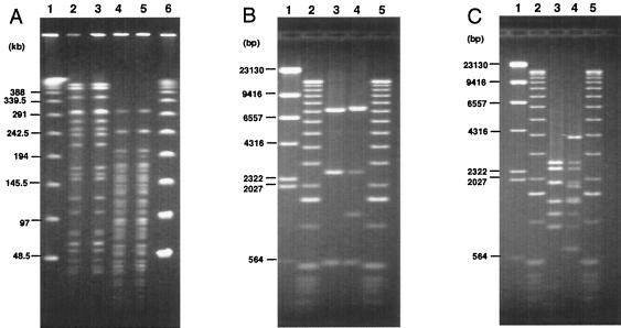 FIG. 4.