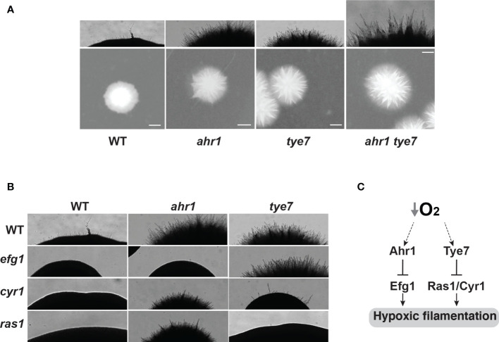 Figure 4