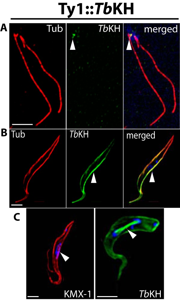 FIGURE 9.