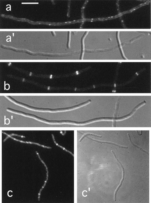 FIG. 6