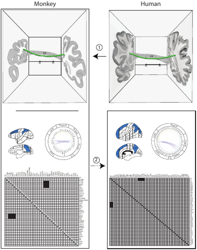 graphic file with name nihms-1940960-f0001.jpg