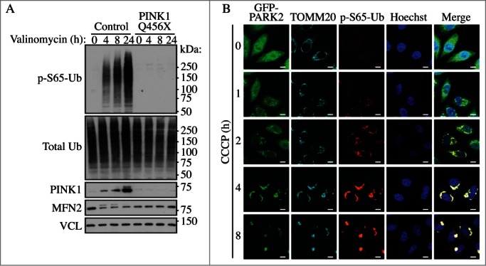 Figure 21.