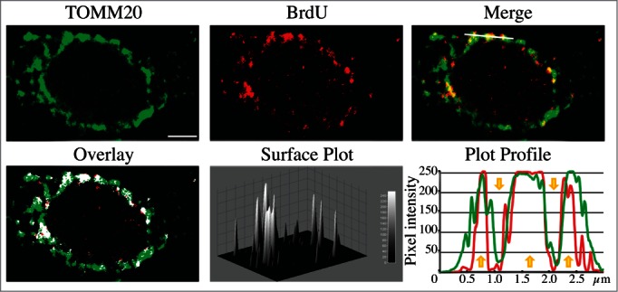 Figure 25.