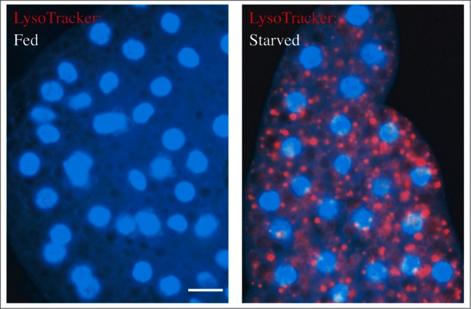 Figure 26.