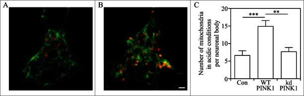 Figure 24.