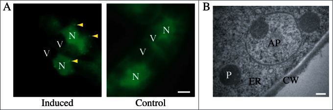 Figure 32.