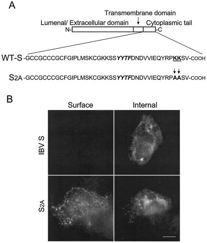 FIG. 1.