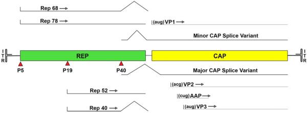 FIGURE 1