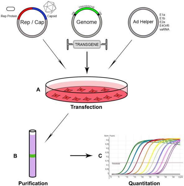 FIGURE 3