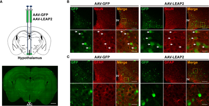 Figure 1