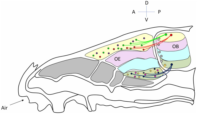 Fig. 1