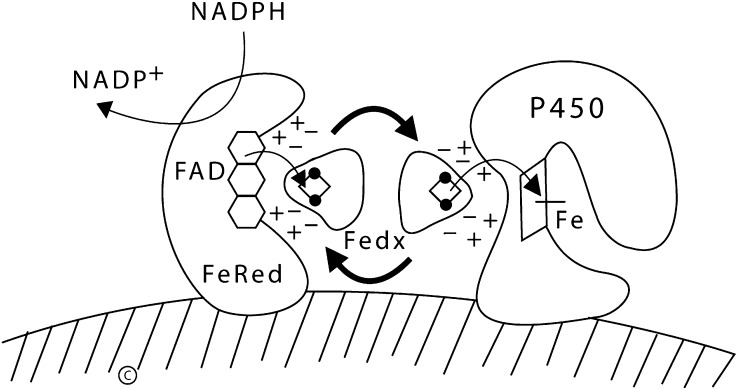 Fig. 8.