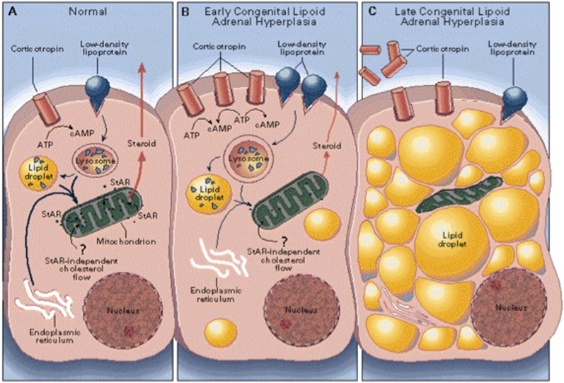 Fig. 7.