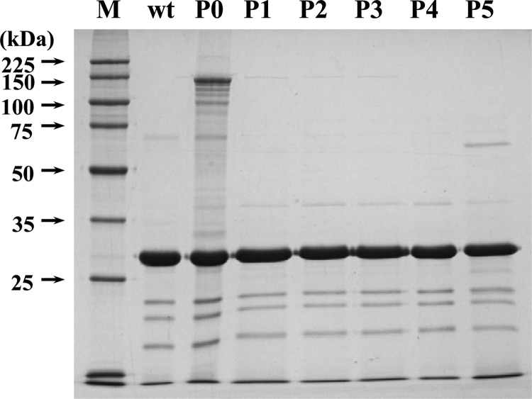 Fig 6