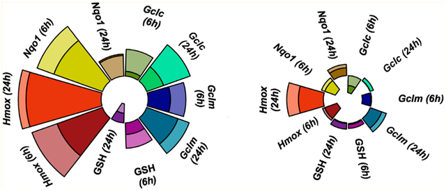 graphic file with name nihms-1654446-f0001.jpg