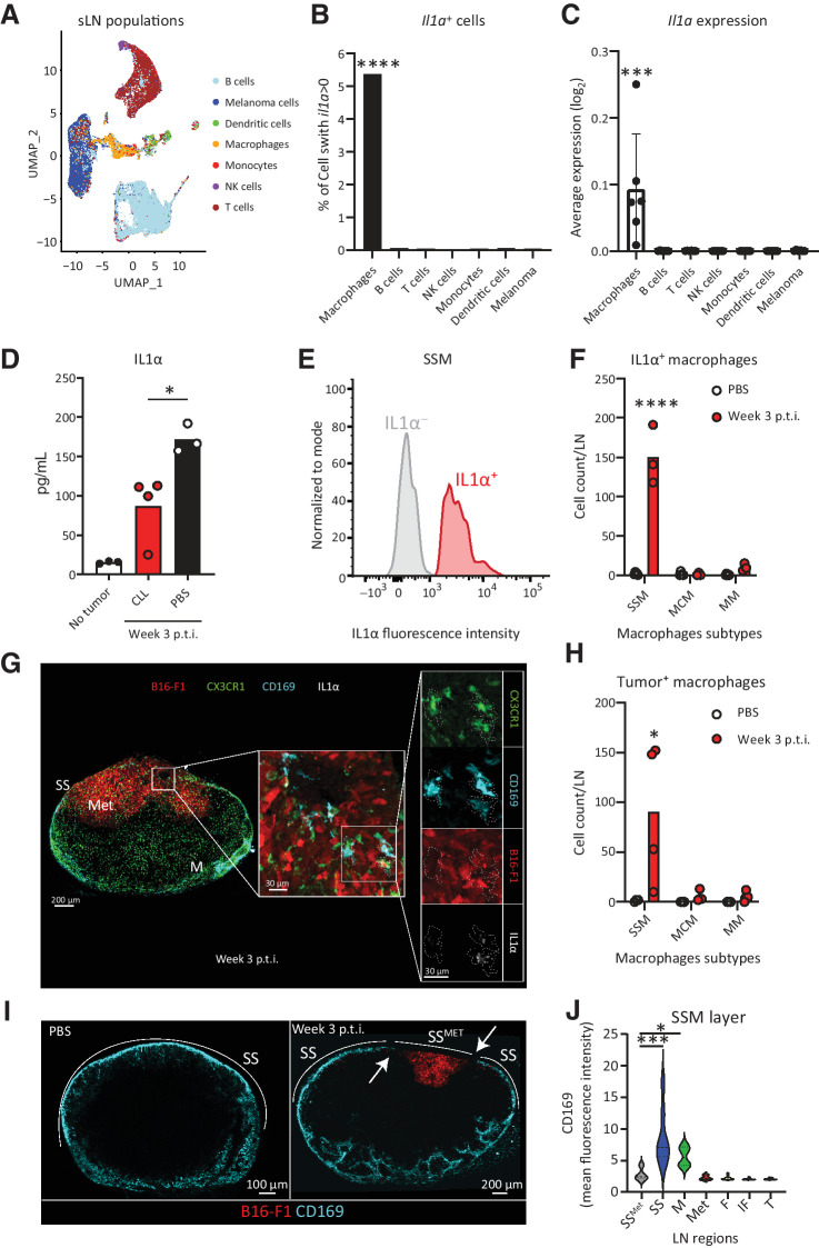 Figure 3. SSMs are the main sources of IL1α. We demonstrated that IL1α in the sLN is released by SSMs, following tumor phagocytosis and the disappearance of the SSM layer. A, UMAP plot of cell populations, identified by scRNA-seq, in the metastasized sLN of a representative mouse 3 weeks p.t.i. (n > 4 for all groups). B, Percentage of cells expressing il1a and (C) average il1a expression in the cells of the sLN 3 weeks p.t.i., measured by scRNA-seq (n > 4 for all groups). D, IL1α quantification in metastasized sLN supernatant of mice depleted for macrophages by clodronate liposome (CLL) injection in comparison with untreated metastasized and nonmetastasized LN, measured by LEGENDPlex assay (n > 3 for all groups). E, Flow-cytometric histograms showing presence, 3 weeks p.t.i., of IL1α+ (red) and IL1α– (gray) SSM in a representative metastatic sLN. F, Flow-cytometric quantification of the number of IL1α+ cells among the three major subtypes of macrophages in the sLN 3 weeks p.t.i. in comparison with negative controls (n = 3). SSM, MCM, and MM stand for subcapsular sinus macrophages (CD169+F4/80–), medullary cord macrophages (CD169–F4/80+) and medullary macrophages (CD169+F4/80+), respectively. G, Confocal micrograph showing the whole sLN (left) and magnifications of the metastatic region (center and right) indicating IL1α and tumor vesicles in CX3CR1+CD169+ macrophages in a representative metastatic sLN. Colors indicate CX3XR1+ cells (green), mCherry+ melanoma (red), CD169+ macrophages (cyan), and IL1α (white). H, Flow-cytometric quantification of the number of each subtype of tumor+ macrophages (n = 4). I, Confocal representative images of CD169+ macrophage distribution in the sLN 3 weeks p.t.i. (right) in comparison with negative controls (left). J, Quantification of CD169 fluorescence in the main regions of the LN 3 weeks p.t.i., indicating disruption of CD169 layer (white arrows) in the SS overlying the metastatic area (SSMET; n = 7). Data represented in C, D, F and H indicate mean values for each group, with individual values represented as dots. Dots in A indicate single cells. Lines in C indicate standard deviation. The violin plot in J shows mean and standard deviation. All results have been confirmed by at least 3 independent experiments. Data have been analyzed with one-way ANOVA or unpaired t test in case of normal distribution, and Kruskal–Wallis or Mann–Whitney test for groups that did not present a normal distribution. In all statistical tests, P value is indicated as *, <0.05; **, <0.01; ***, <0.001; ****, < 0.0001.