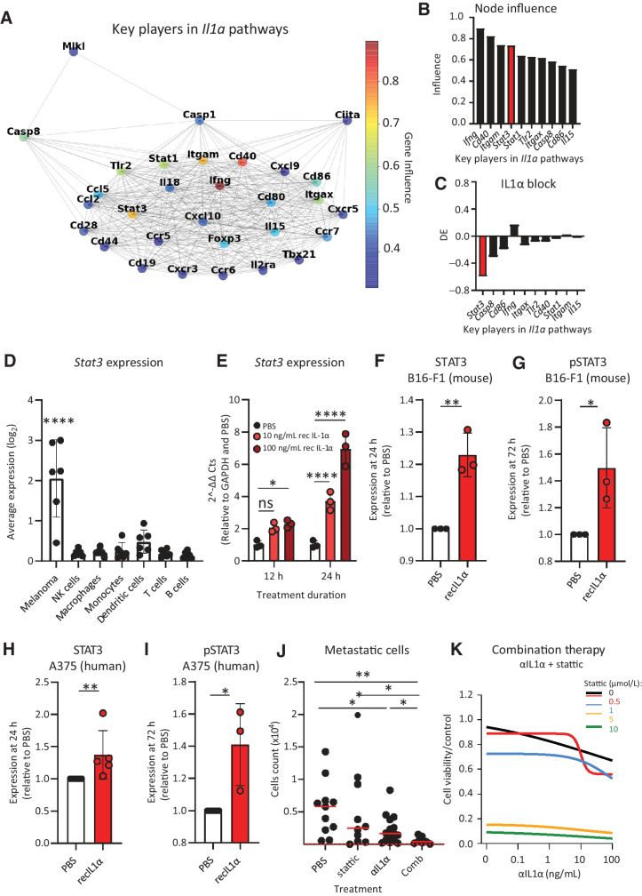 Figure 5. IL 1α induces STAT3 expression and phosphorylation in tumor. We described that IL1α in the sLN promotes STAT3 expression and phosphorylation in metastatic cells and that IL1α blockade synergizes with STAT3 inhibition in controlling metastatic cell proliferation. A, STRING graph representing the most influential genes obtained by node influence analysis of il1a-enriched pathways using the scRNA-seq data of the metastatic area of a representative sLN. The influence of each node is expressed in a colorimetric scale. B, Bar plot showing node influence of the 10 most influential genes in il1a pathways 3 weeks p.t.i. STAT3 is highlighted (red; n = 6). C, Bar plot indicating differential expression (DE) of the 10 most influential nodes in tumor following IL1α block in comparison with untreated mice (n = 4). STAT3 is highlighted (red). D, Average STAT3 expression in each cell population of the metastatic sLN, as analyzed using the scRNA-seq data (n = 6). E, qPCR quantification of STAT3 expression in B16-F1 following recombinant IL1α administration (n = 3). Quantification of (F) STAT3 and (G) pSTAT3, measured by immunoblot, in B16-F1 after IL1α treatment (n = 3). Immunoblot quantifications of (H) STAT3 (n = 5) and (I) pSTAT3 (n = 3) in human melanoma A375 following exposure to IL1α. J, Flow-cytometric quantification of metastatic cells in mouse sLN of mice treated with anti–IL1α antibody, the STAT3 inhibitor stattic or their combination, in comparison with untreated (n > 10 for all groups). K, Proliferation of mouse B16-F1 melanoma cells upon combination therapy with anti–IL1α and stattic at different concentrations, measured by MTT assay (n = 3). Data in all the graphs indicate the mean. Lines and dots, where present, represent standard deviation and individual values, respectively. The red dashed line in J indicates the background, calculated on the number of events in nontumor-bearing mice. All results have been confirmed by at least three independent experiments. Data have been analyzed with one-way ANOVA or unpaired t test in case of normal distribution, and Kruskal–Wallis or Mann–Whitney test for groups that did not present a normal distribution. In all statistical tests, P value is indicated as *, <0.05; **, <0.01; ***, <0.001; ****, < 0.0001.