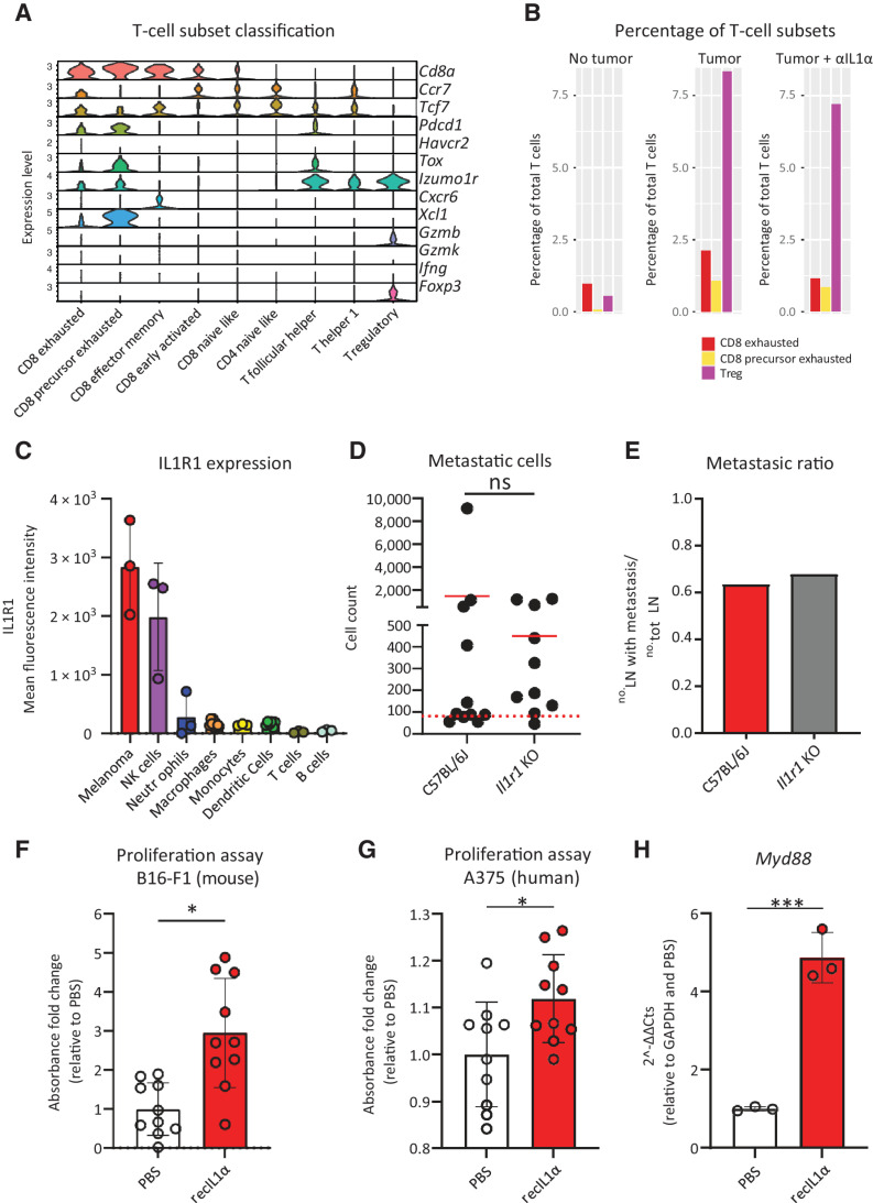 Figure 4. Direct effect of protumoral IL1α on metastatic cells. We demonstrated that IL1α in the sLN does not revert immune exhaustion while promoting metastatic cell proliferation via IL1R1 signaling. A, Classification criteria of T-cell subsets using the scRNA-seq data of a representative metastatic sLN. B, Percentage of CD8 exhausted T cells (red), CD8 precursor exhausted T cells (yellow), and Treg (violet) among the total T cells in LN without tumor (left) in comparison with metastatic LN from untreated mice (center) and mice treated with IL1α blockade (right; n > 4 for all groups). C, Flow cytometry quantification of mean fluorescence intensity (MFI) indicating IL1R1 expression in the sLN cell populations (n = 3); gating as in Supplementary Fig. S2A. D, Flow-cytometric quantification of metastatic cells and (E) metastatic ratio in wild-type and Il1r1 knockout mice, 3 weeks p.t.i. (n > 10 for all groups). F, Proliferation assay (MTT) of B16-F1 treated with recombinant IL1α for 24 hours in comparison with untreated cells (n = 10). G, Proliferation assay (MTT) of human melanoma A375 treated with human recombinant IL1α for 72 hours, in comparison with untreated cells (n = 10). H, qPCR quantification of the Myd88 gene in B16-F1 stimulated with recombinant IL1α in comparison with unstimulated (n = 3). Data in all the graphs indicate mean. Lines and dots, where present, represent standard deviation and individual values, respectively. The red dashed line in B indicates the background, calculated on the number of events in nontumor-bearing mice. All results have been confirmed by at least three independent experiments. Data have been analyzed with one-way ANOVA or unpaired t test in case of normal distribution, and Kruskal–Wallis or Mann–Whitney test for groups that did not present a normal distribution. In all statistical tests, P value is indicated as *, <0.05; **, <0.01; ***, <0.001; ****, < 0.0001.