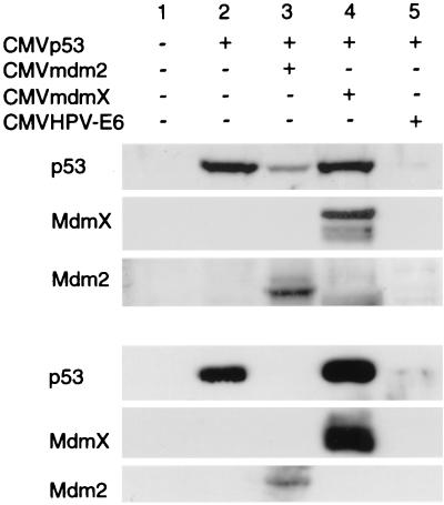 FIG. 1