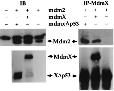 FIG. 6