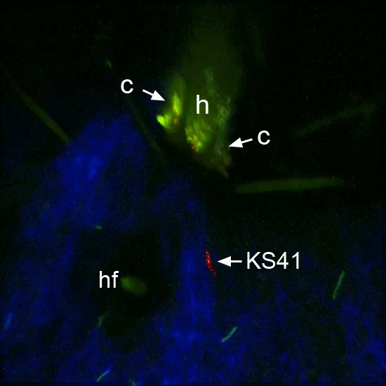 Figure 5