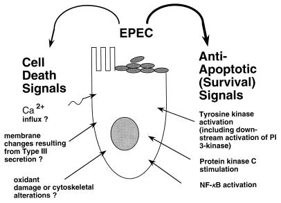 FIG. 7