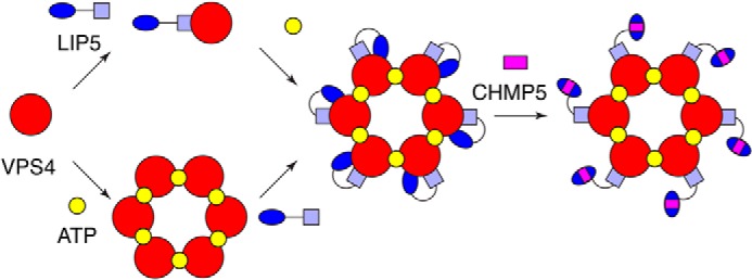 FIGURE 9.