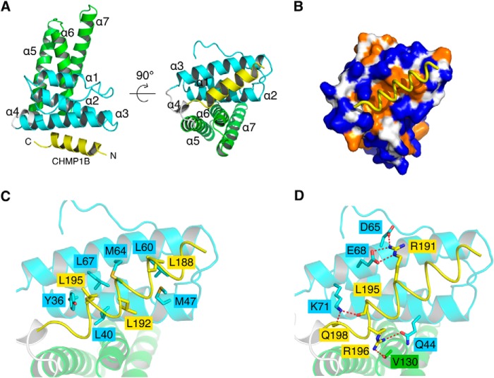 FIGURE 4.