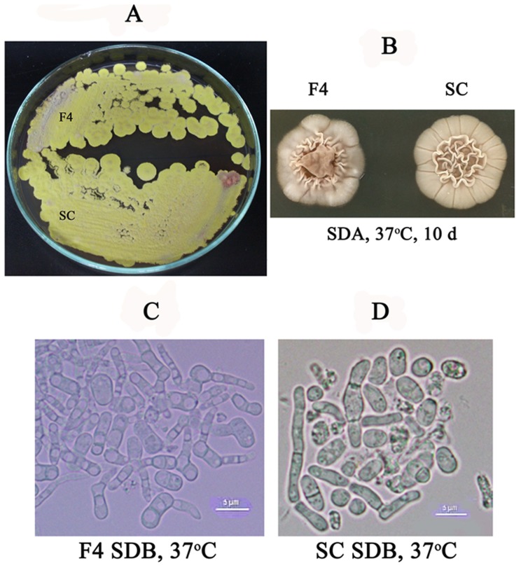 Figure 4