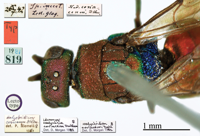 Plate 6.