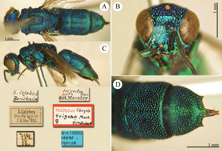 Plate 66.