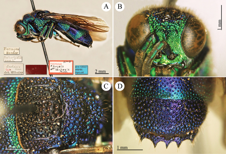 Plate 62.