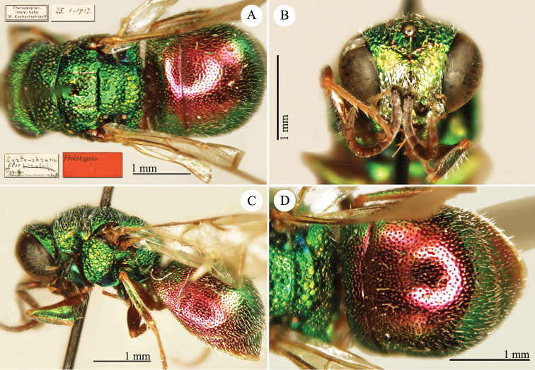 Plate 8.