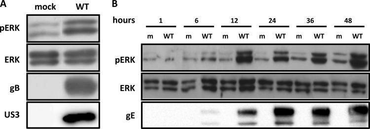 FIG 1