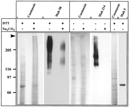 FIG. 8