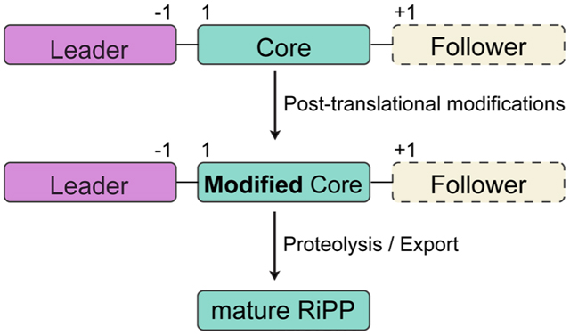 graphic file with name nihms-1636932-f0001.jpg
