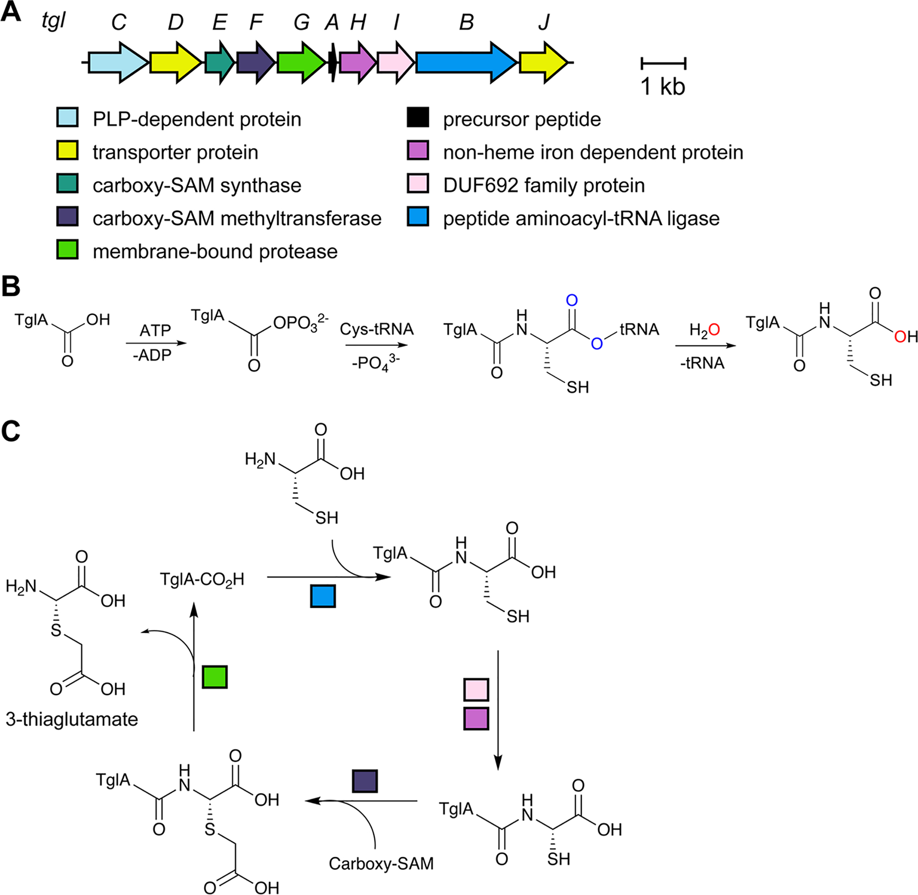 Fig. 64.
