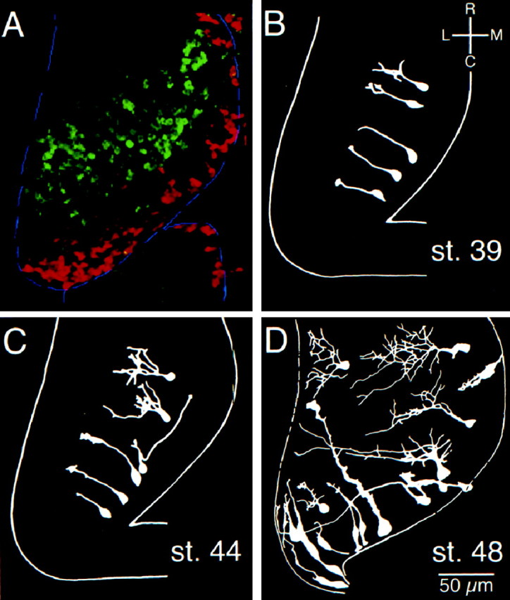 Fig. 1.