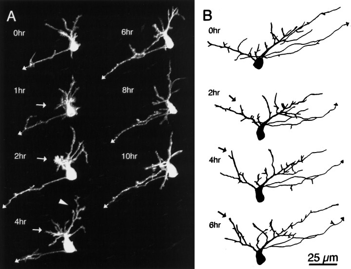 Fig. 8.