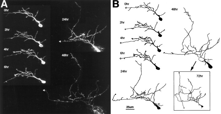 Fig. 5.