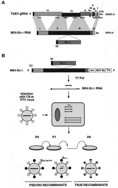 FIG. 6