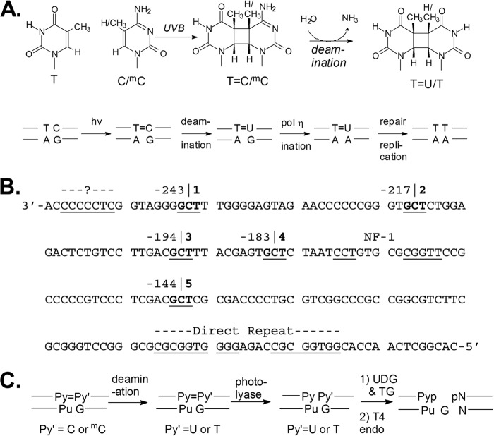 FIGURE 1.