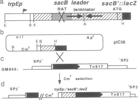 graphic file with name pnas01095-0446-a.jpg