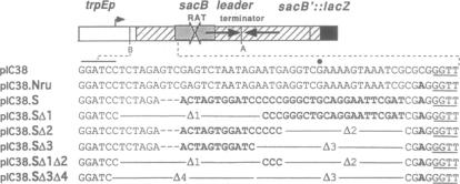 graphic file with name pnas01095-0447-a.jpg