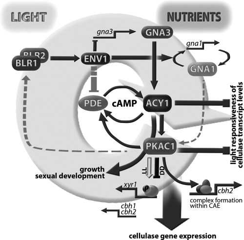 Fig 7