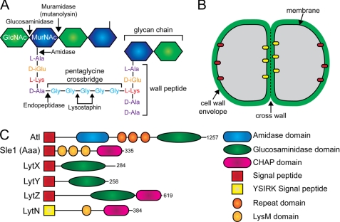 FIGURE 1.