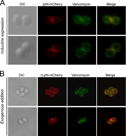 FIGURE 4.