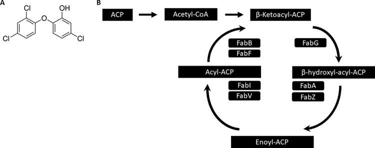 FIG 1